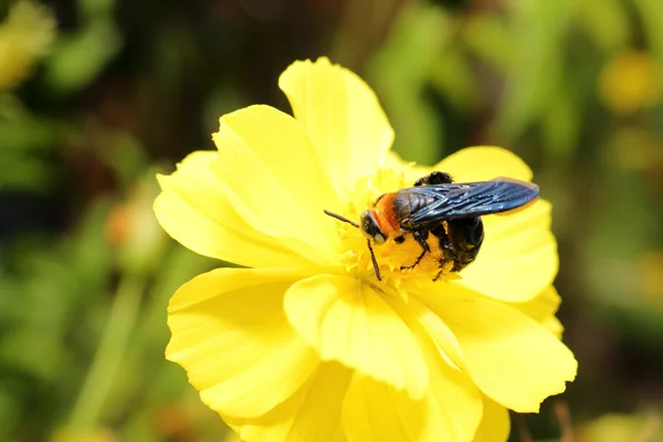 Frelon sur fleur jaune fraîche dans le jardin — Photo