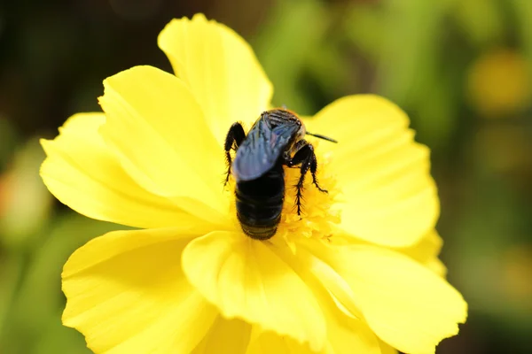 Avispón sobre flor amarilla fresca en el jardín — Foto de Stock