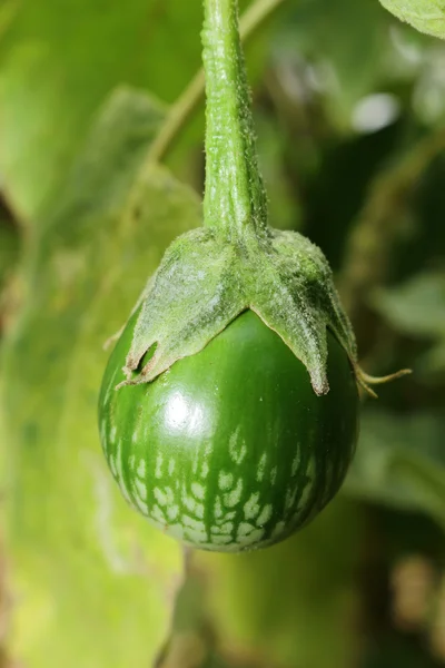 Aubergine thai kermit fraîche dans le jardin — Photo