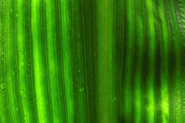 Green leaf background texture in nature — Stock Photo, Image