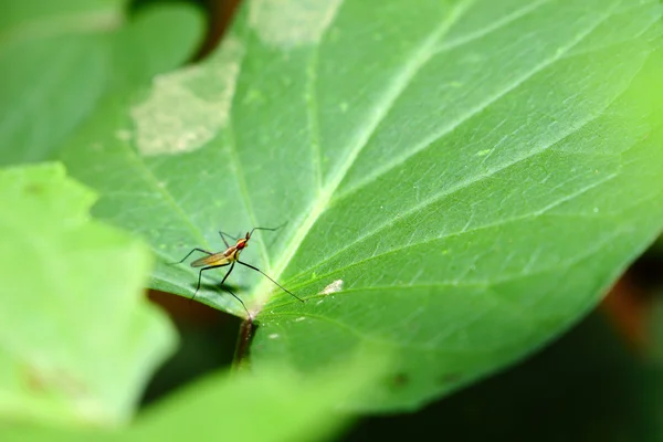 Insect op groene blad achtergrondstructuur in de natuur — Stockfoto
