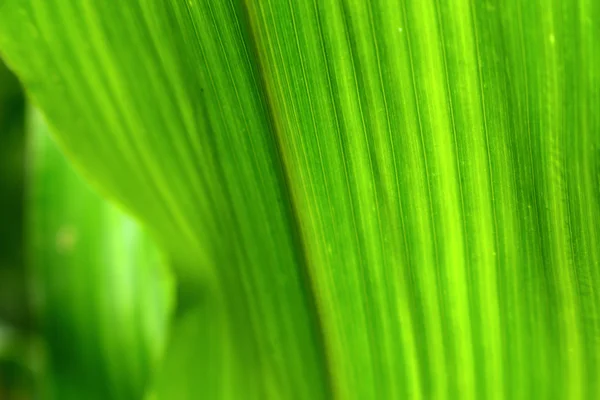 Insekt auf grünem Blatt Hintergrund Textur in der Natur — Stockfoto