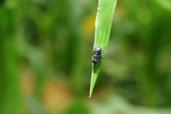 Hmyz na texturu pozadí zelené listy v přírodě — Stock fotografie