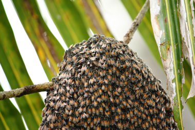 Arılar doğada petek üzerinde