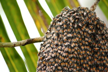 Arılar doğada petek üzerinde