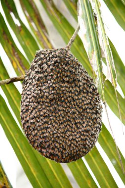 Arılar doğada petek üzerinde