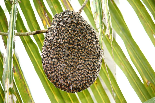自然の中のハニカム上の蜂 — ストック写真