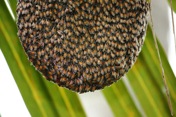 Bees on honeycomb in nature — Stock Photo, Image
