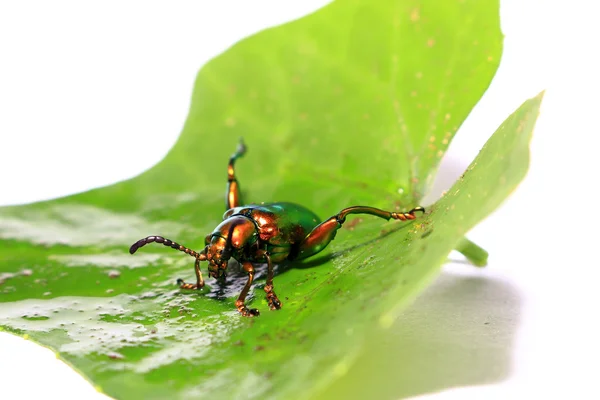 Sagra buqueti, insect beetle and green leaves isolated on white — Stock Photo, Image