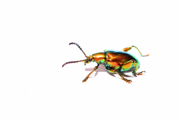 Sagra buqueti, insecto escarabajo aislado sobre fondo blanco — Foto de Stock