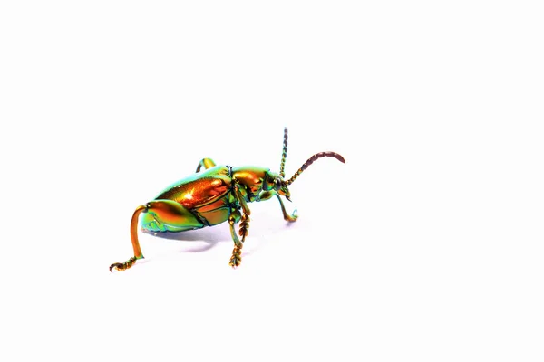 Sagra buqueti, Insektenkäfer isoliert auf weißem Hintergrund — Stockfoto