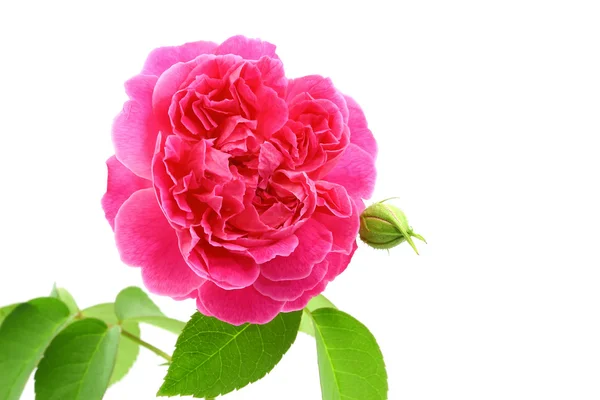 Fresh rose from garden isolated on white background — Stock Photo, Image
