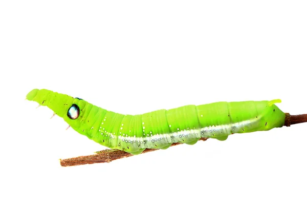 Green caterpillar isolated on white background — Stock Photo, Image