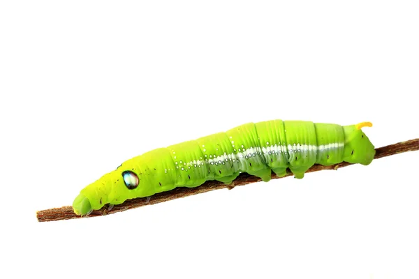 Oruga verde aislada sobre fondo blanco — Foto de Stock