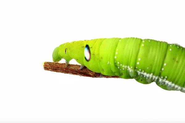 Green caterpillar isolated on white background — Stock Photo, Image