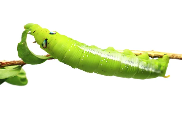 Green caterpillar isolated on white background — Stock Photo, Image