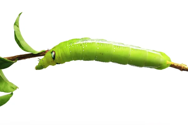 Green caterpillar isolated on white background — Stock Photo, Image