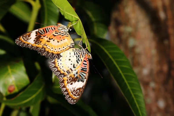 Papillons se reproduisent sur fond de nature — Photo