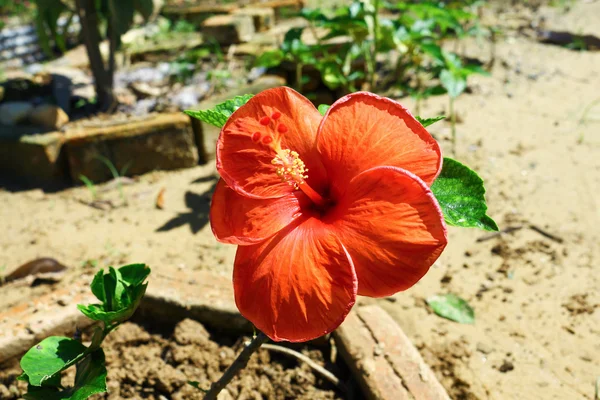 Красный гибискус в саду — стоковое фото