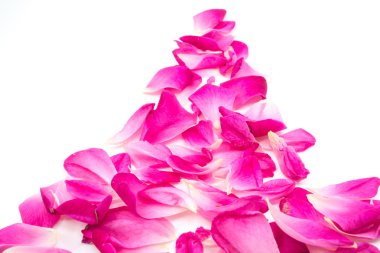 beyaz arkaplanda izole gül