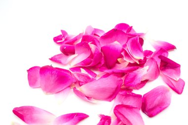 beyaz arkaplanda izole gül