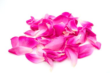 beyaz arkaplanda izole gül