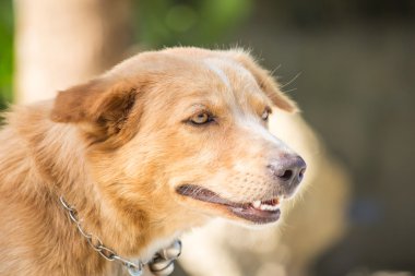 Köpek sakin ol eylem sevimli
