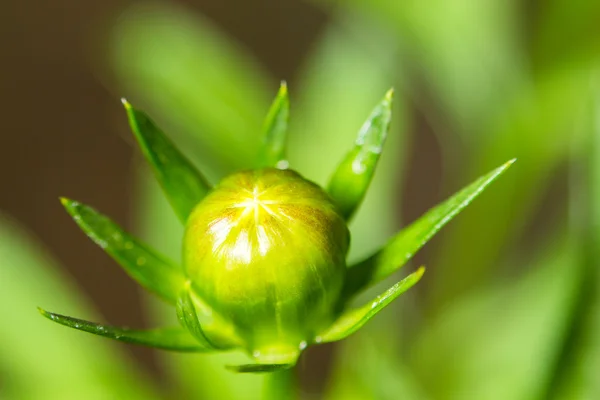 Close-up top flor natureza fundo — Fotografia de Stock