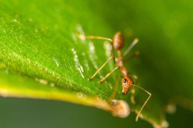 yakın çekim yumuşak odak karınca doğa yaprak yeşil zemin üzerine