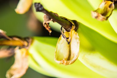 yakın çekim yumuşak odak muz arka plan