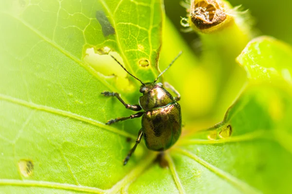 Gros plan soft focus insecte nature sur fond de feuille verte — Photo