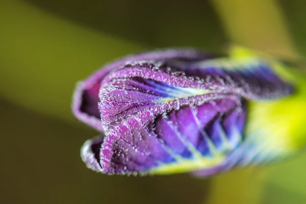 Close-up soft focus butterfly pea di latar belakang alam — Stok Foto