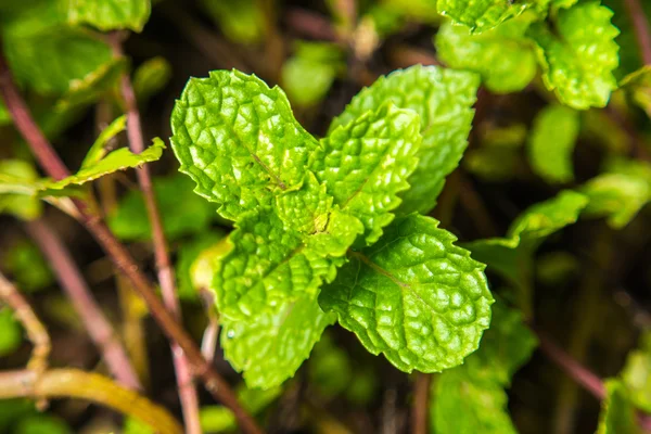 Close-up soft focus mint leaves background — Stock Photo, Image