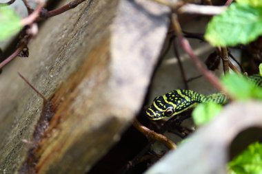 doğa yeşil yılan nane tesisi Asya