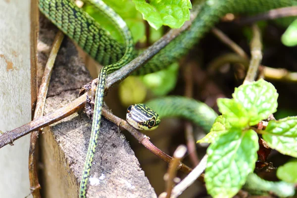 Natur grüne Schlange auf Pfefferminzpflanze in Asien — Stockfoto