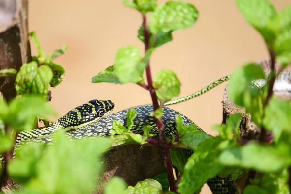 Nature green snake on peppermint plant in asia — Stock Photo, Image