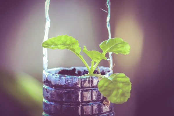 Frisches grünes Gemüse Bio-Anbau auf Kunststoff-Recyclingflasche — Stockfoto