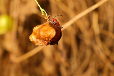 Ekstra yumuşak odak Hint süt kardeş böcek yetiştirme, Oncopeltus confus