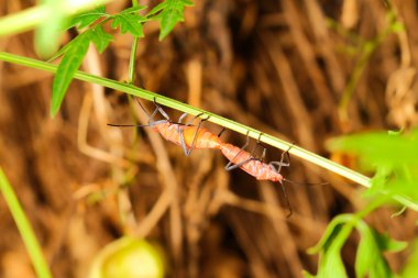 Ekstra yumuşak odak Hint süt kardeş böcek yetiştirme, Oncopeltus confus