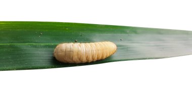 cockchafer, solucan böcek hayat