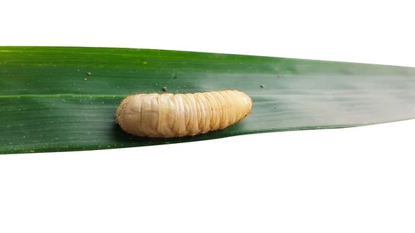 Cockchafer, vida de inseto verme — Fotografia de Stock