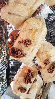 jew's ear mushroom on sawdust bag in farm clipart