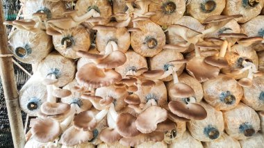 istiridye mantar çiftliği çantada talaş gördüm