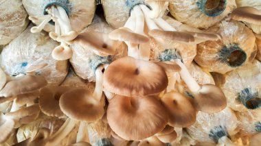 istiridye mantar çiftliği çantada talaş gördüm