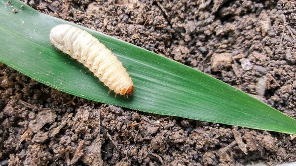 Cockchafer, vida de inseto verme — Fotografia de Stock