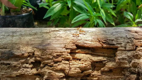 Ant running and work on old wood bridge with sunlight , green na — Stock Photo, Image