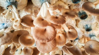 istiridye mantar çiftliği çantada talaş gördüm