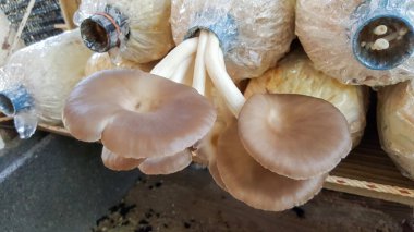 istiridye mantar çiftliği çantada talaş gördüm