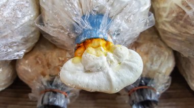 gruptaki talaş çanta üzerinde Lake mantar