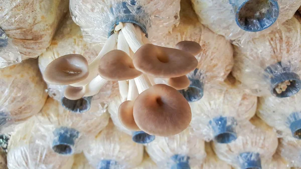 istiridye mantar çiftliği çantada talaş gördüm